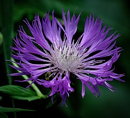 野生花卉,花,紫羅蘭色