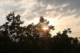 天空,太陽,樹