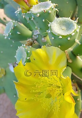 自然,植物區(qū)系,花