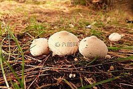 蘑菇,森林,魔法