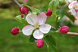 蘋果花,開花,梅花