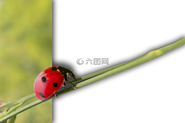 瓢蟲,孤立,爬