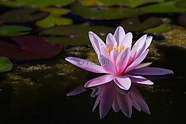 睡蓮,粉紅色,水生植物