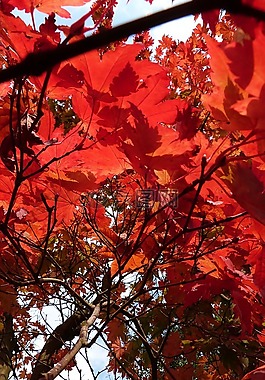 紅色,葉子,樹