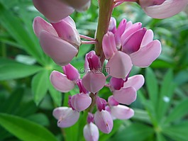 鮮花,花卉,粉色