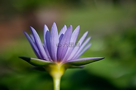 花,睡蓮,紫色