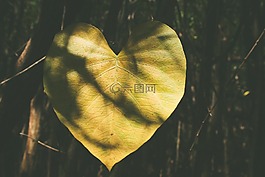 葉,植物,森林