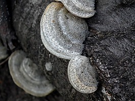蘑菇,樹真菌,森林