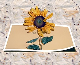 太陽花,廠,夏季