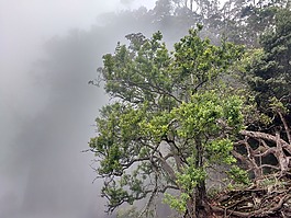 kidaikanal,自然,薄雾