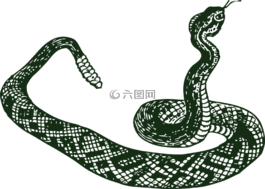撥浪鼓蛇,大蛇,蛇