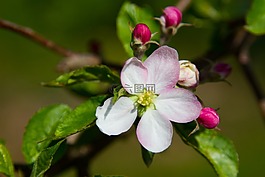 蘋果,蘋果花,開花