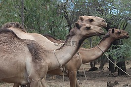 野生動物園,自然,野生動物