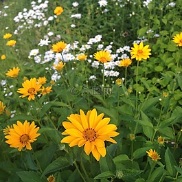 花,自然,花園