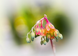 多汁,echeveria,開花