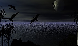 鳥(niǎo),海洋,景觀