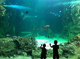 臨海,孩子們,水