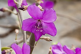 merianthera burlemarxii,开花,花
