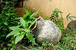 植物,花盆,花園