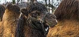 駱駝,動物,性質(zhì)