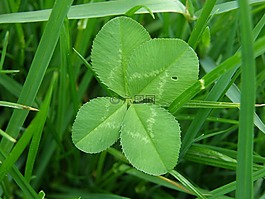 四葉三葉草,運(yùn)氣,綠色