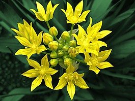 鮮花,洋蔥,蔬菜花園