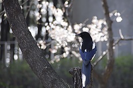 喜鵲,大自然,春天