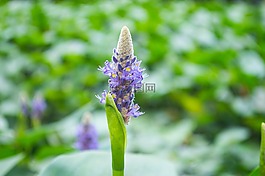 小花,花園,公園