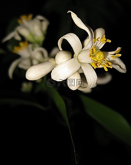 早花,檸檬,邁爾
