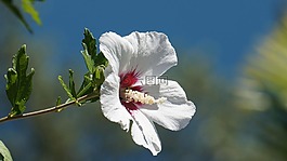 芙蓉,開花,花