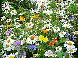 野生花卉,野生植物,自然
