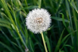 植物,草坪,性質(zhì)