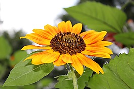 自然,植物區(qū)系,花