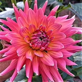 花,粉紅色,開花