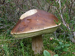 蘑菇,森林,苔