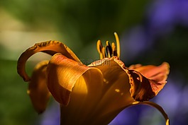 花,花園,百合