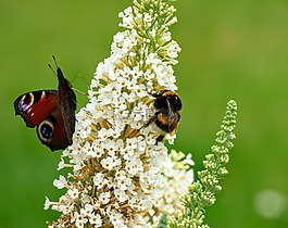 蜜蜂,蝴蝶,性質(zhì)