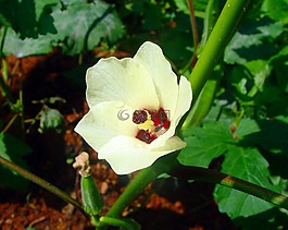 那位女士的手指,花,黄秋葵