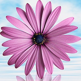 花,花瓣,夏天