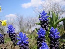 性質(zhì),植物,花卉