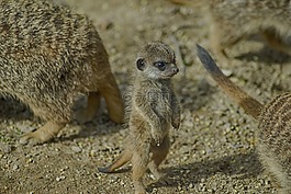 野生動物,哺乳動物,自然