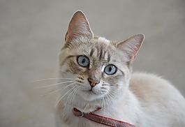猫,看看,蓝色的眼睛