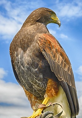 鳥,自然,野生動物