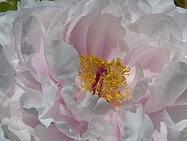 牡丹盛開,花,性質(zhì)