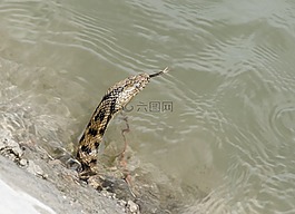 蛇,水,動物