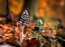 蘑菇,森林,潮湿