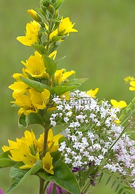 鮮花,野花,開(kāi)花
