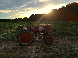 拖拉機,農(nóng)場,日落