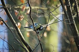 山雀,paridae,鳴鳥