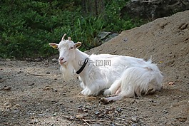 哺乳動物,動物王國,性質(zhì)